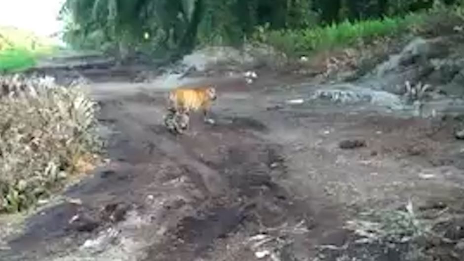 Apa nak buat jika terserempak Pak Belang? Cara ini mungkin membantu - Video | mStar