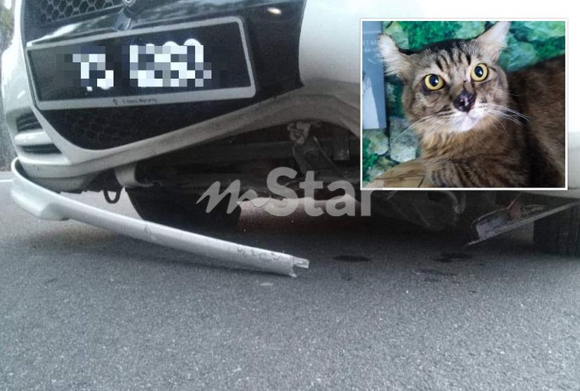 Diuji kereta total loss gara-gara elak kucing melintas, bisnes 