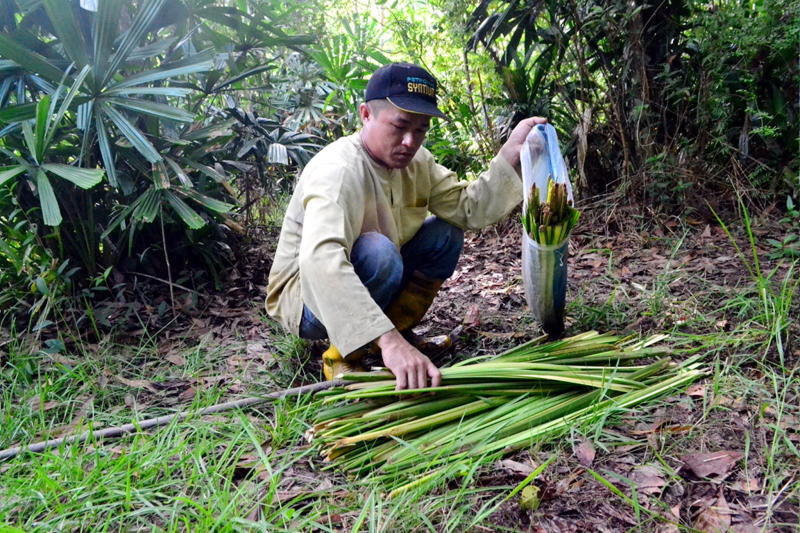 Musim Ramadan, Pencari Daun Palas Raih RM100 Sehari ...