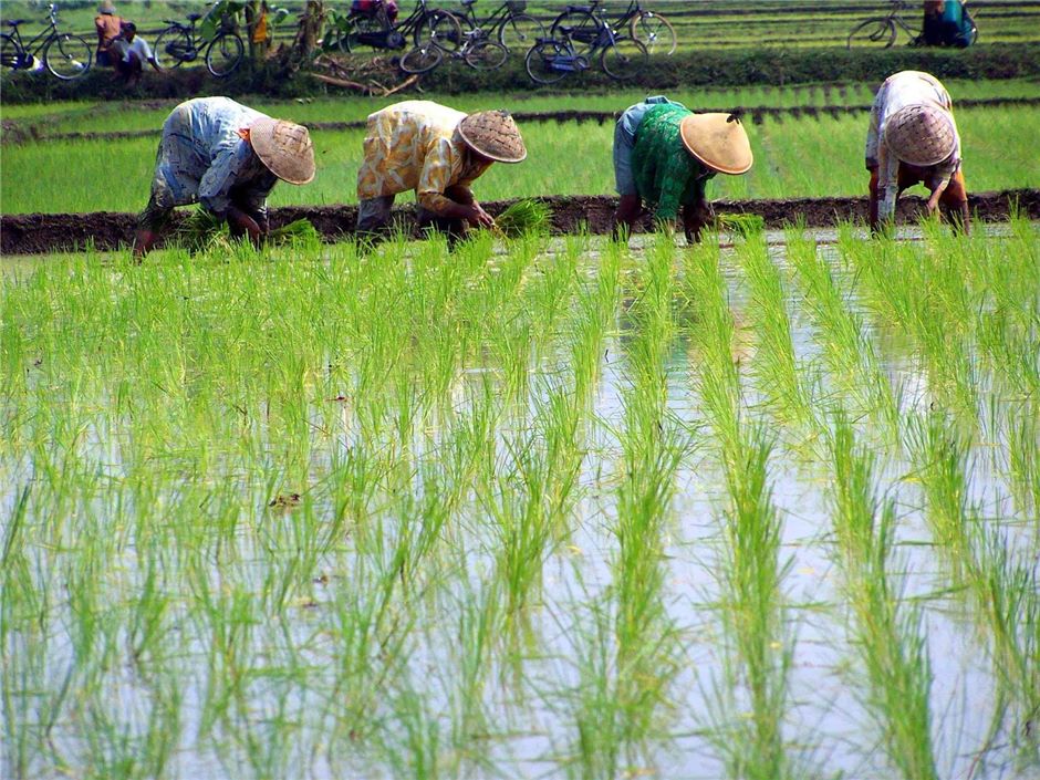 Rm1 9 Bilion Subsidi Insentif Untuk 155 000 Pesawah Semasa Mstar