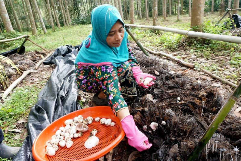 Cendawan Volvariella Jana Pendapatan Lumayan Semasa Mstar