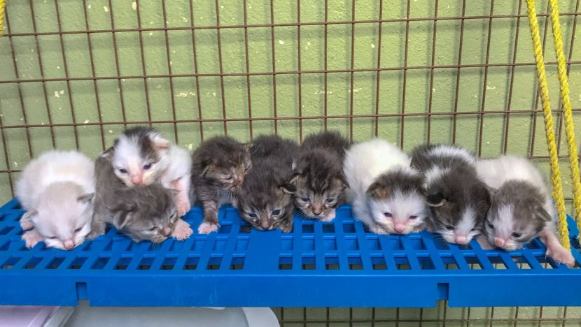 Saya Ingatkan Dah Tergunting Kakinya Pemilik Panik Jadi Bidan Sambut 10 Anak Kucing Viral Mstar