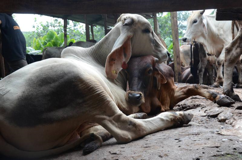 Polis Marin Rampas 10 Ekor Lembu Bernilai Rm100 000 Semasa Mstar