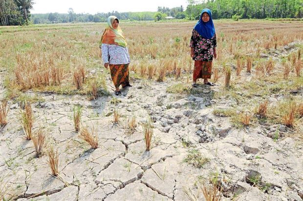 Tanaman Padi Tertangguh Periuk Nasi Terjejas Semasa Mstar