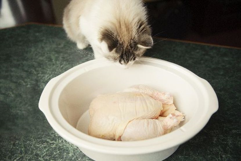 Tak perlu belanja besar, ayam rebus boleh buat si bulus 