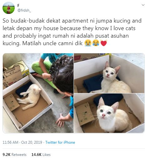 Abang peguam bela nasib kucing terbiar, rela rumah jadi pusat 