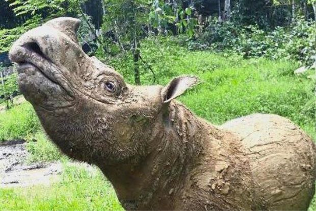 Penemuan Tapak Kaki Petanda Badak Sumbu Sumatera Belum Pupus 