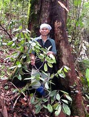 Pokok Keruing Jarang Yang Semakin Pupus Ditemui Semasa Mstar