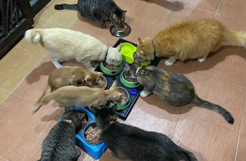 Terkejut Dapat Ahli Keluarga Baharu Pilot Garu Kepala Si Isteri Nak Tambah Sampai Cukup 15 Standby Makanan Dalam Kereta Siap Pinggan Kertas Sebab Nak Elak Kucing Makan Atas Jalan Viral Mstar