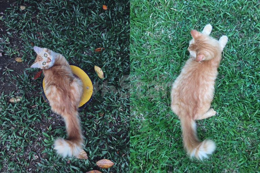 Haiwan Pun Kena Sihir Pelajar Bingung Perut Kucing Tiba Tiba Terburai Dia Seret Usus Datang Kat Saya Viral Mstar