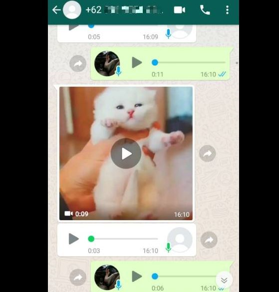 anak kucing untuk dijual