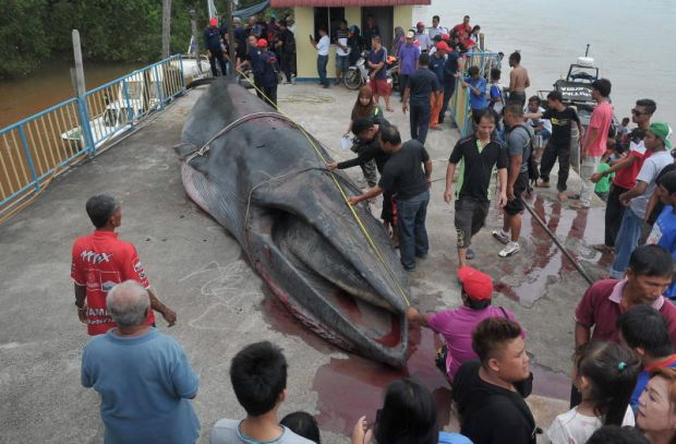 Paus Terdampar Di Pantai Rambah Mungkin Akibat Cedera Semasa Mstar