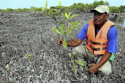 Zakaria menunjukkan masalah yang berlaku di hutam paya bakau Teluk Rubiah.