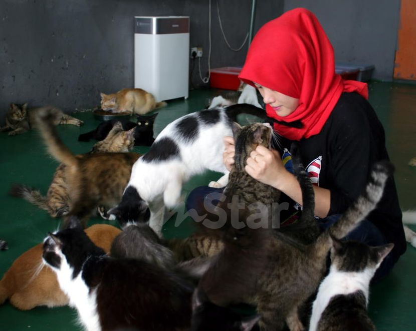 Penderitaan Masai Sentuh Hati Pengusaha Pusat Perlindungan Cekal Pertahan Syurga Si Bulus I Suke Mstar