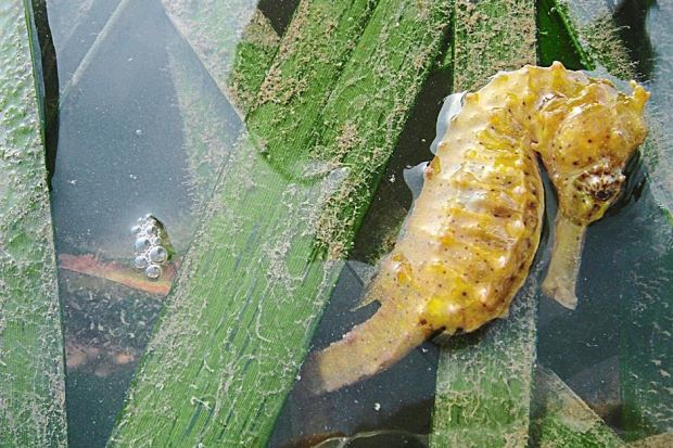 cara pembiakan kuda laut