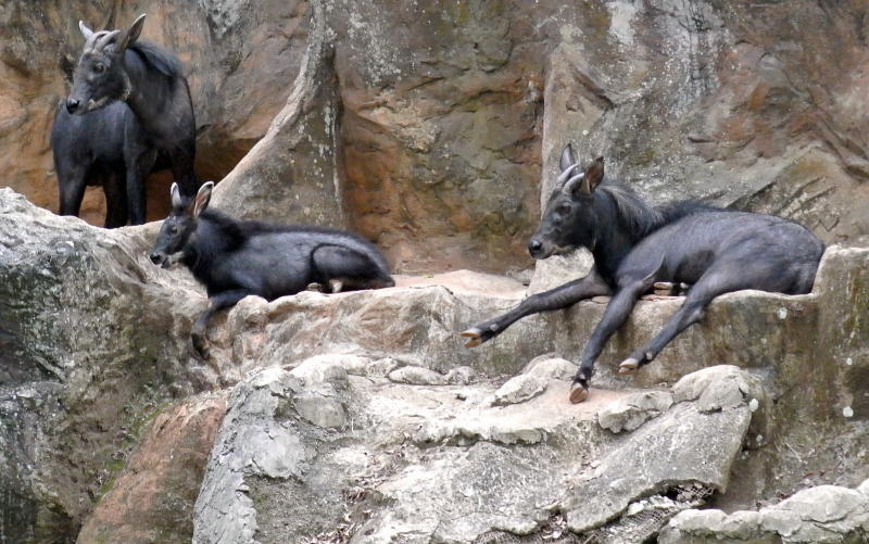 Malaysia kambing gurun Kambing gurun