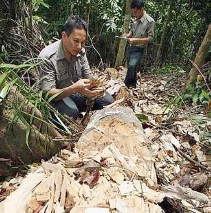 Pembalak Haram Di Hutan Simpan Bukit Mertajam Ancam Kepupusan Kayu Gaharu Semasa Mstar