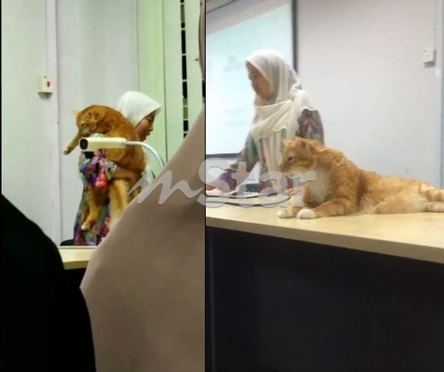 Pensyarah Minta Maaf Terpaksa Dukung Kucing Mamai Sambil Mengajar Viral Mstar