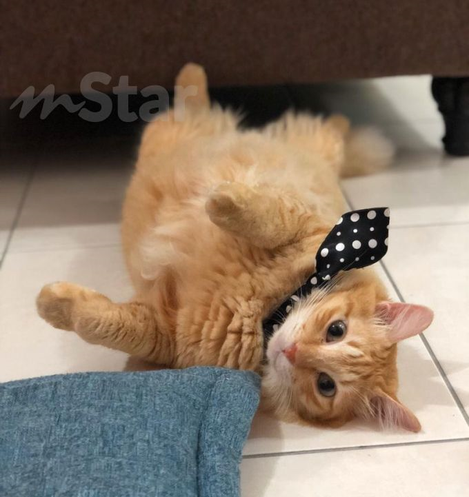 Kucing tu nampak apa kat rumah kosong tiap hari lepak situ 