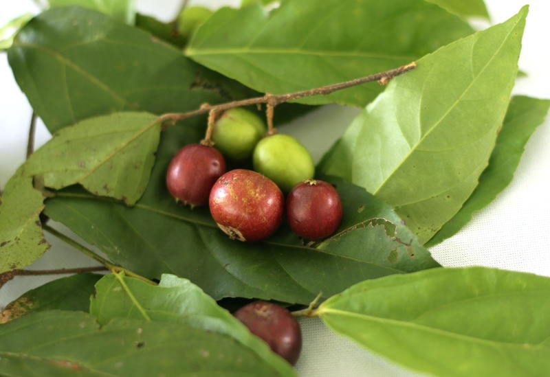 Pernah dengar buah rokam? Kenali 10 buah-buahan u0027rareu0027 yang ada di 