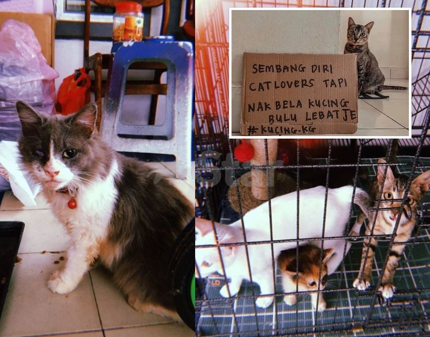 Mengaku cat lovers tapi tengok kucing jalanan nampak jijik, rasis 