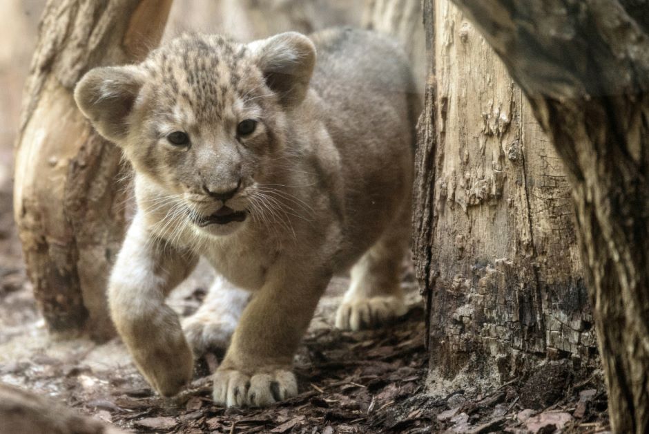 Pelari cekik singa  gunung dengan tangan kosong sebenarnya 