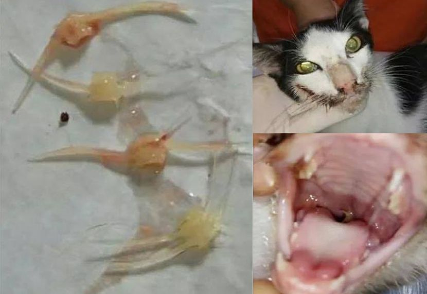 Tulang Ikan Bukan Makanan Kucing Alasan Dah Biasa Makan Boleh Bawa Maut Viral Mstar