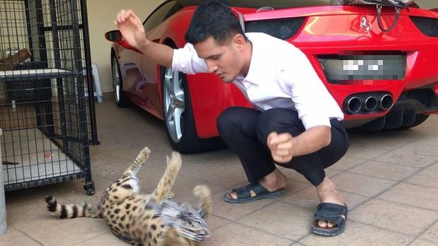 Kucing Aliff Syukri Sama u0027Famousu0027 Macam Artis - Hiburan  mStar