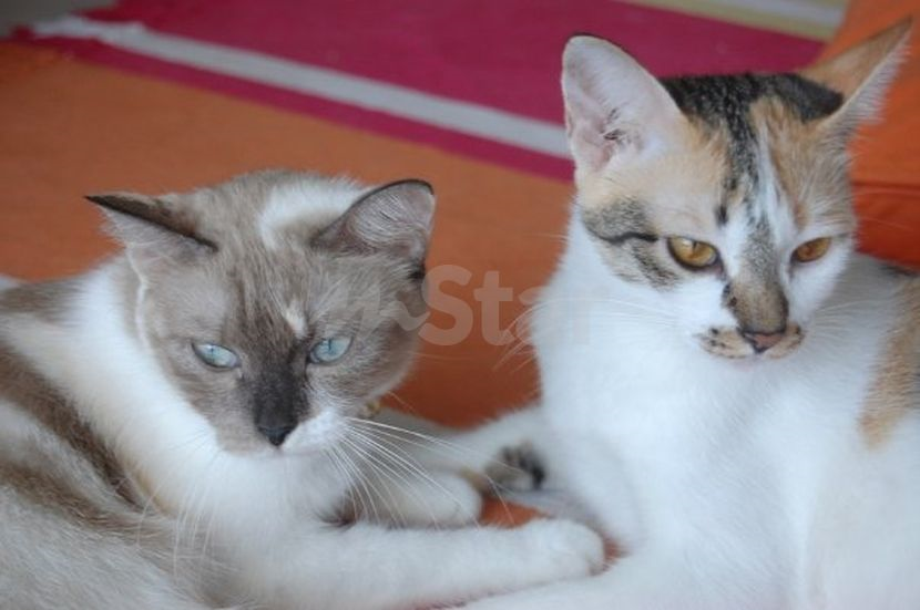 Kucing juga perlu dimanja Ambil tahu perkara penting ini! - I 