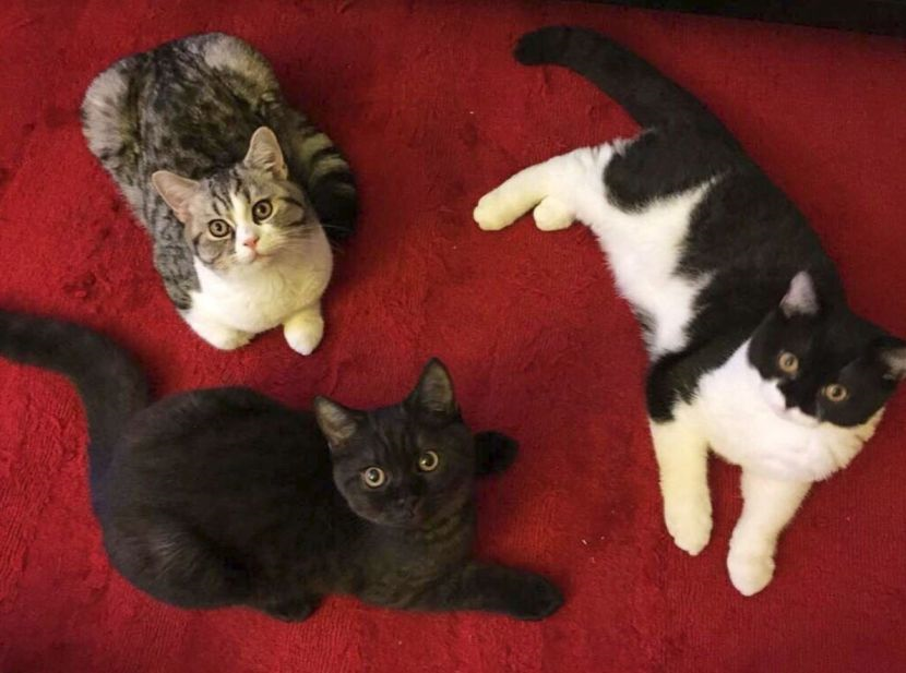 Tiga ekor kucing selamat berkhatan... Tuan buat pulut kuning dan majlis