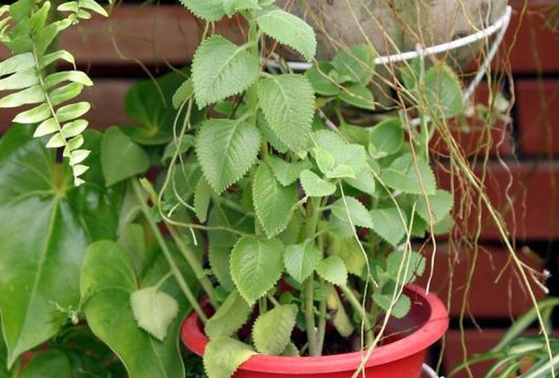 pokok halau nyamuk dalam rumah