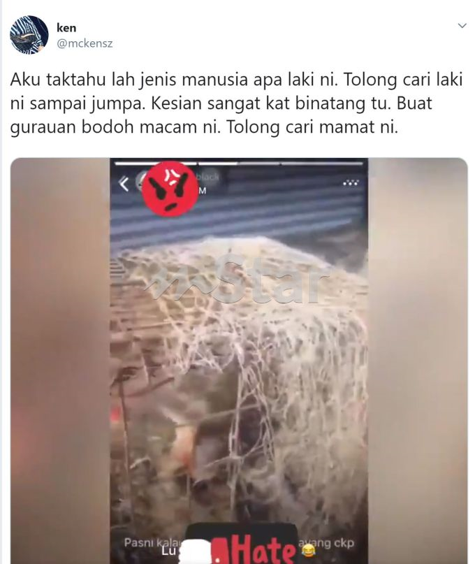 Kejam! Monyet ditembak sampai berdarah kerana tak panggil 