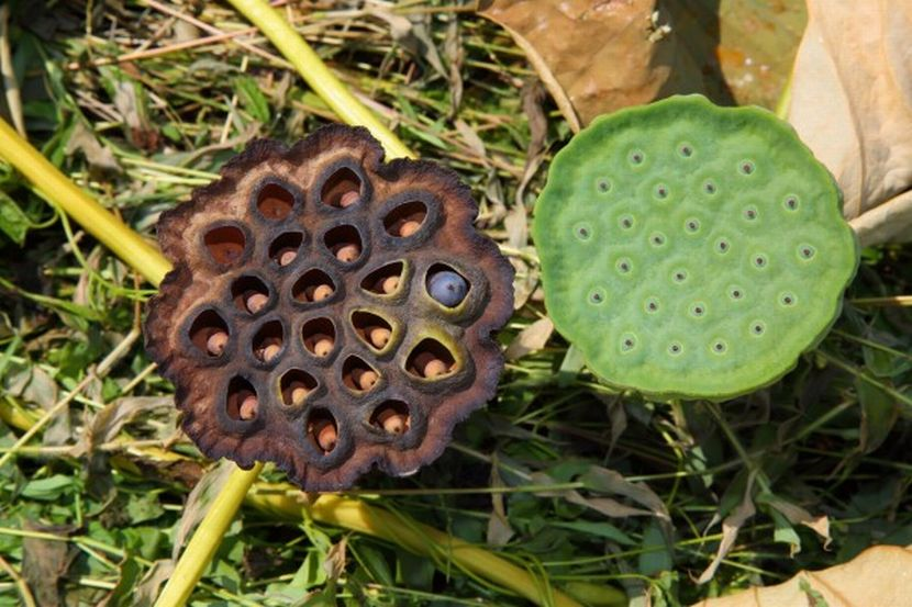 Geli tengok lubang-lubang kecil? Jangan bimbang, ini tip bantu