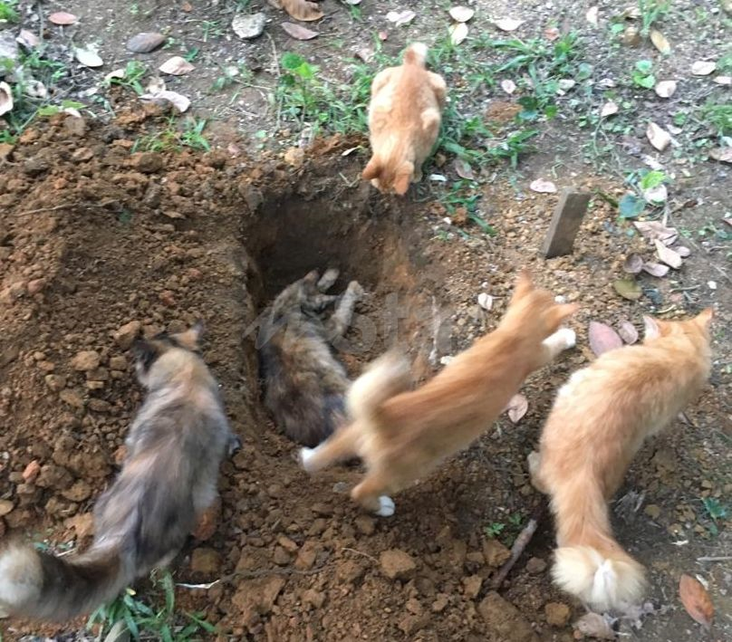 Haiwan Pun Kena Sihir Pelajar Bingung Perut Kucing Tiba Tiba Terburai Dia Seret Usus Datang Kat Saya Viral Mstar