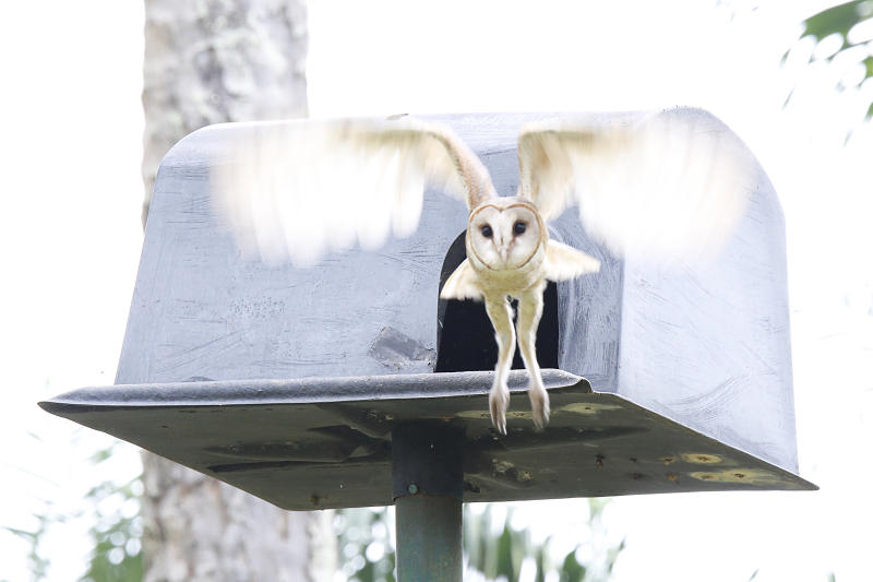 Projek Perintis Burung Hantu Bantu Kawal Populasi Tikus Di Bandar Rencana Mstar