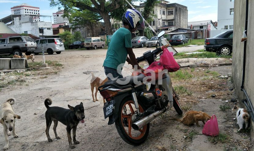 Anjing, kucing jalanan makan u0027mewahu0027 kerana lelaki ini berhutang 