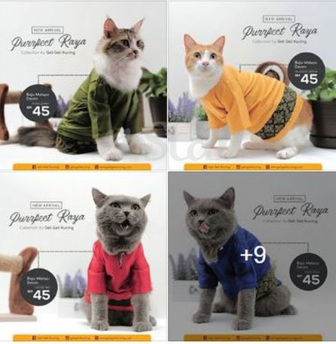 Pemilik jangan lupa, kucing pun nak pakai baju raya! - Semasa  mStar