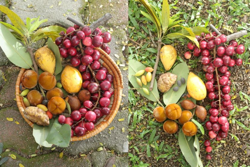 Pernah dengar buah  rokam Kenali 10 buah  buahan rare 