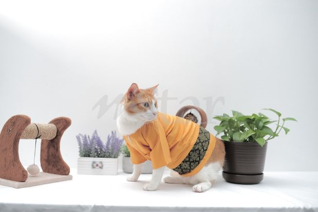 Pemilik jangan lupa, kucing pun nak pakai baju raya! - Semasa  mStar