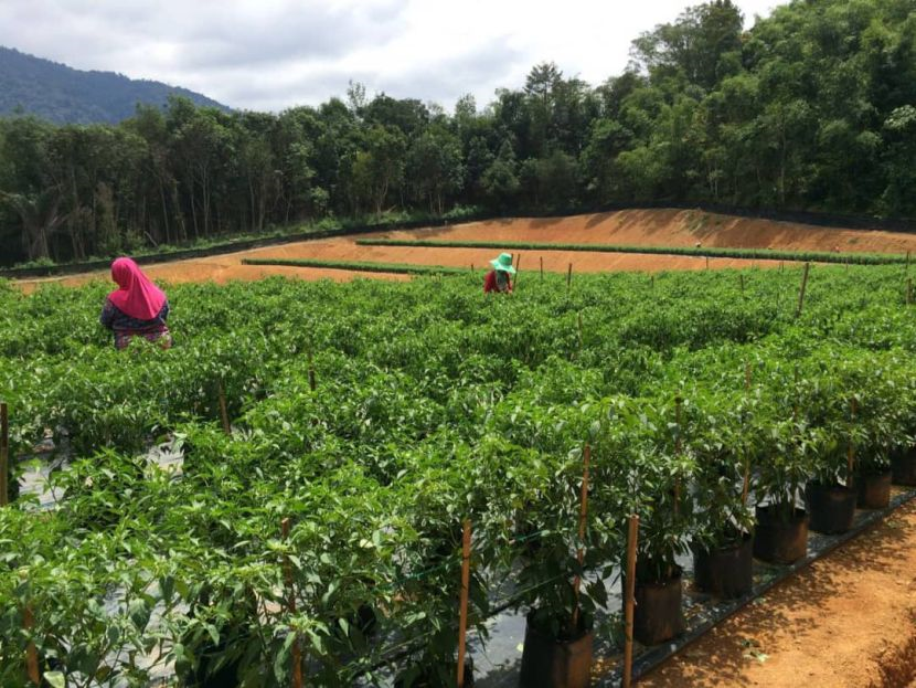 kebun cili fertigasi