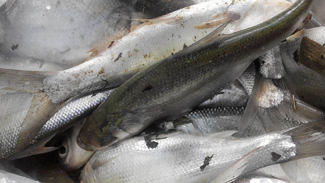 Ikan Loma Nama Lain mmaudit Ikan Loma Nama Lain mmaudit