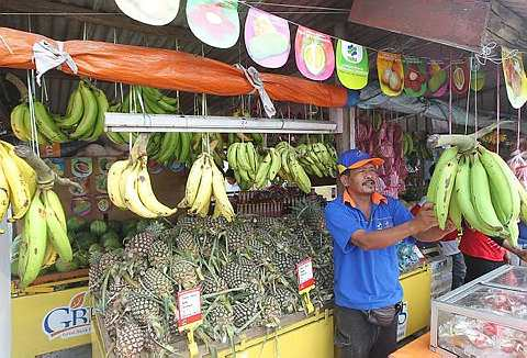 REZEKI ... Peniaga buah Daud Tulus, menyusun pisang tanduk di kedainya di pekan Merlimau di sini, hari ini. Daud yang lapan tahun membuka kedai buah-buahan di Bandar Merlimau berkata, jualan pisang tanduk yang sememangnya menarik perhatian terutama orang luar semakin meningkat menjelang pilihan raya kecil kerusi Dewan Undangan Negeri (DUN) Merlimau pada Ahad ini. Beliau menjual pada harga RM3 sekilogram dan setiap tandan mempunyai antara 10 dan 12 biji pisang.- Foto BERNAMA.