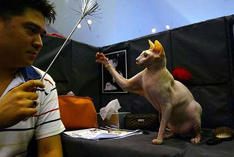 BAKA kucing unik dengan penampilan mengagumkan Sphynx yang tidak berbulu dengan telinga besar dan mata bundar mencuri tumpuan peminat haiwan peliharaan pada Pameran Kucing Bandaraya Kuching 2008. - fotoBERNAMA