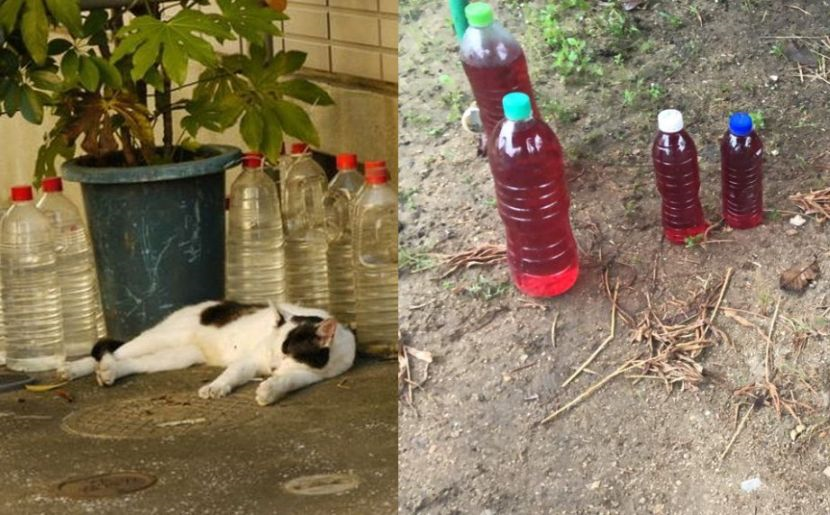 Benarkah kucing takut dengan botol air sirap? - I-suke  mStar