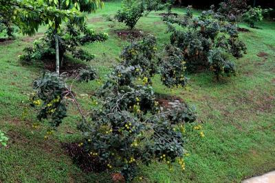 Pokok rambutan yang ditanam rapat-rapat dan tumbuh secara tidak sihat di Taman Dusun Bandar menjadi tanda-tanya adakah kawasan ini sudah sedia dibuka kepada orang ramai.