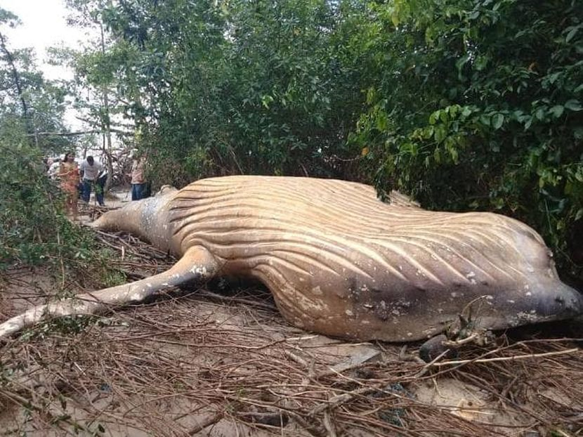 Saintis Bingung Bangkai Ikan Paus Dijumpai Dalam Hutan Amazon Jauh Dari Laut Dunia Mstar