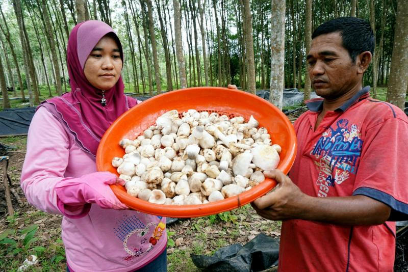 Cendawan Volvariella Jana Pendapatan Lumayan - Semasa  mStar