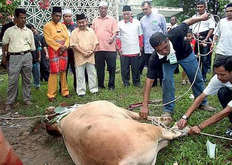 KORBAN... Beberapa petugas membuka tali yang diikat pada kaki dan leher lembu yang sudah disembelih di Masjid Negara di sini, hari ini. Sebanyak 36 ekor lembu yang disumbangkan oleh orang ramai dikorbankan sempena majlis korban pada majlis itu. Turut sama pada majlis itu ialah Imam Besar Masjid Negara Tan Sri Syaikh Ismail Muhammad (enam kiri), bekas Menteri Luar Bandar & Wilayah Datuk Seri Abdul Aziz Shamsuddin (empat kiri) dan Ketua Pesuruhjaya (SPRM) Datok Seri Ahmad Said bin Hamdan (lima kiri).-Foto BERNAMA. 