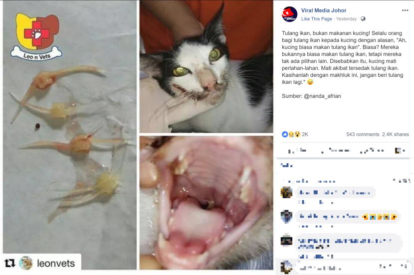 Tulang Ikan Bukan Makanan Kucing Alasan Dah Biasa Makan Boleh Bawa Maut Viral Mstar