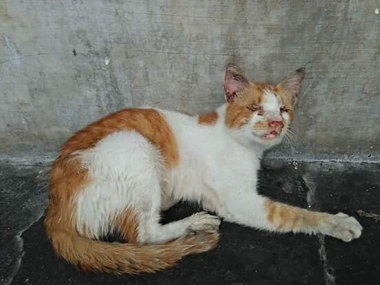 Netizen Buru Pencungkil Mata Kucing - Semasa  mStar